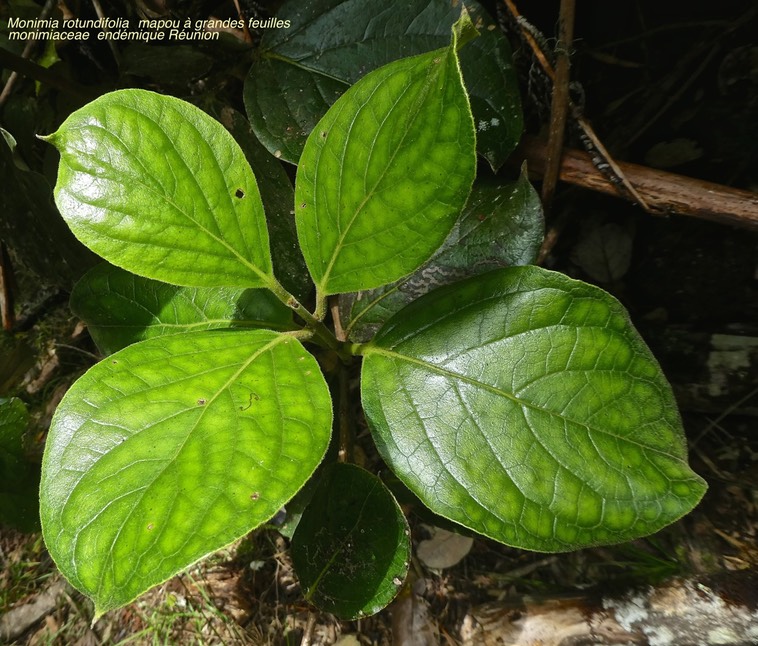 Monimia rotundifolia .mapou à grandes feuilles .monimiaceae .endémique Réunion P1670061