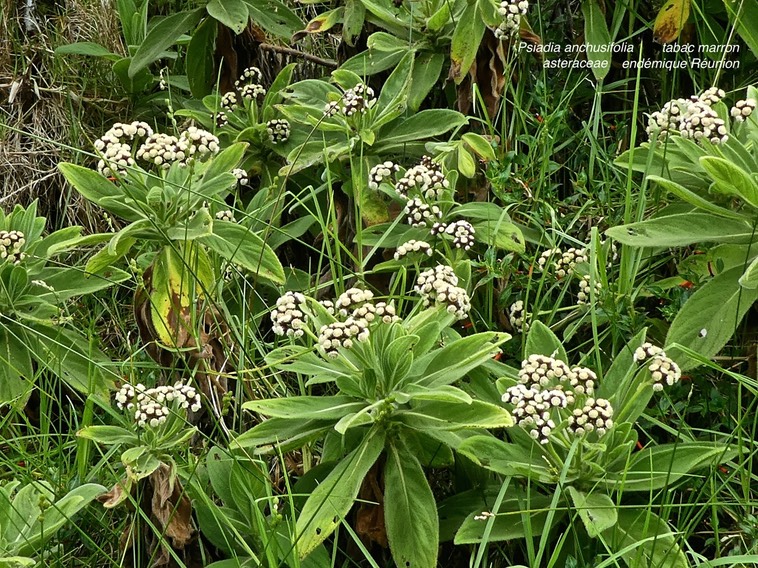 Psiadia anchusifolia .tabac marron .asteraceae.endémique Réunion.P1670362
