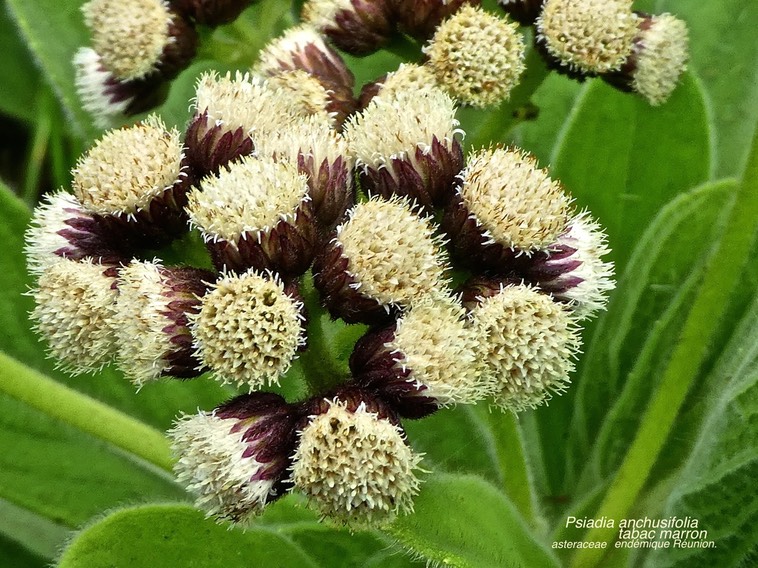 Psiadia anchusifolia .tabac marron.asteraceae.endémique Réunion .P1670358