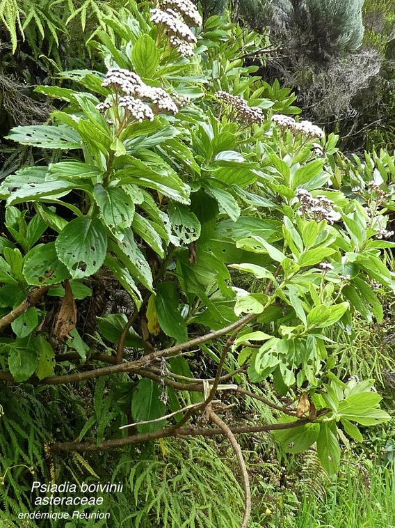 Psiadia boivinii .tabac marron. asteraceae.endémique Réunion .P1670292