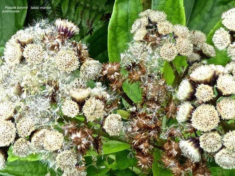 Psiadia boivinii.tabac marron .asteraceae. endémique Réunion . P1670285