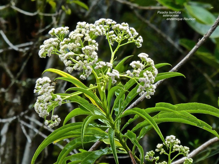Psiadia laurifaolia .bois de tabac. bois de chenillle .asteraceae .endémique Réunion.P1670390