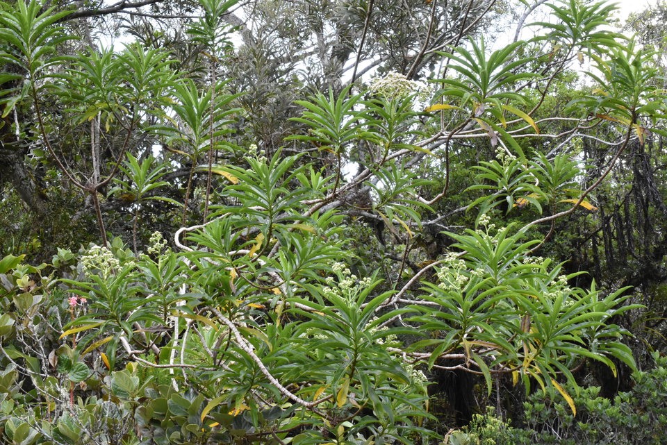 Psiadia laurifolia - Bois de chenille - ASTERACEAE - Endémique Réunion