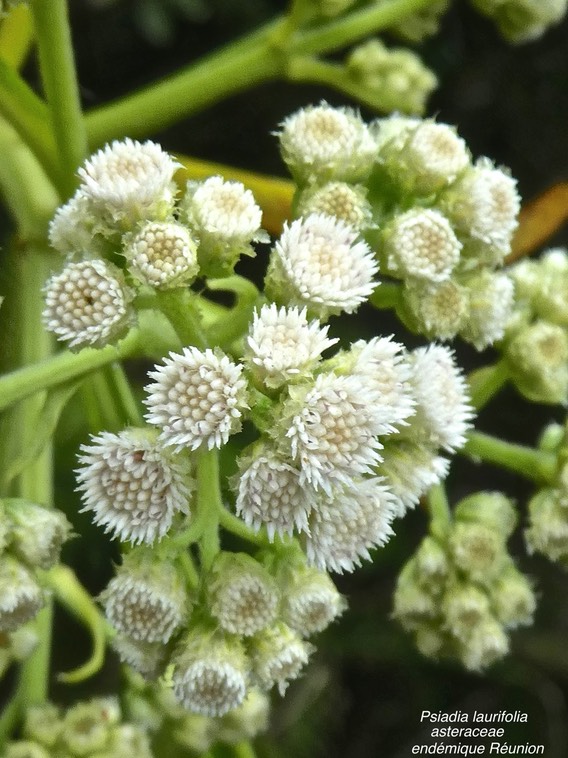 Psiadia laurifolia . bois de chenille . bois de tabac .asteraceae ;endémique Réunion .P1670310