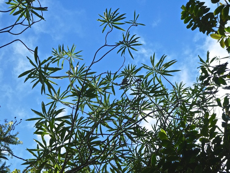 Psiadia laurifolia . bois de tabac .bois de chenille . asteraceeae .endémique Réunion .P1660903
