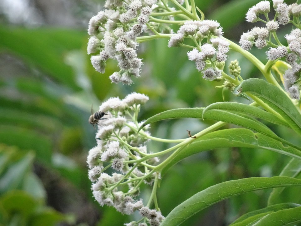 Psiadia laurifolia (fleurs)