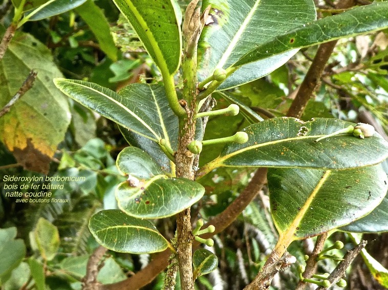 Sideroxylon borbonicum .bois de fer bâtard . natte coudine .sapotaceae. endémique Réunion . P1660977
