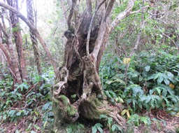 2. Très vieux Nuxia verticillata - Bois maigre - Stilbacée-M.   IMG_1865.JPG
