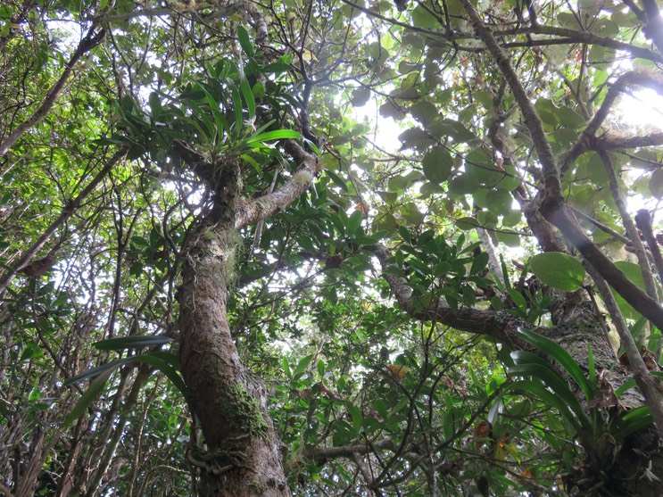 3. Jumellea triquetra - EPIDENDROIDEAE - Endémique Réunion