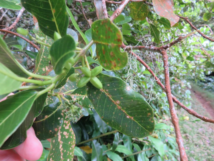 5. Fruits de Melicope borbonica ou Euodia borbonica - Petit catafaille - Rutacée - M