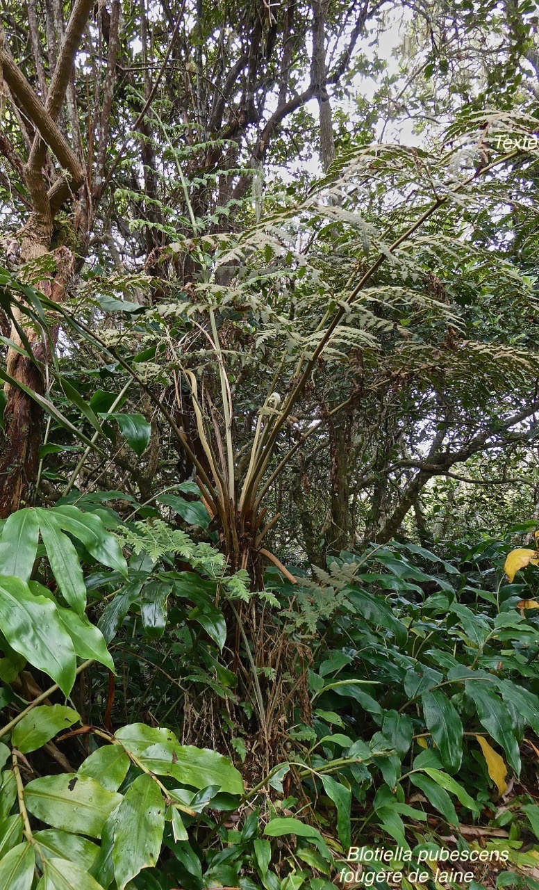 Blotiella pubescens .fougère de laine .(de grande taille,avec stipe très développé) dennsteadtiaceae.indigène Réunion.P1013371