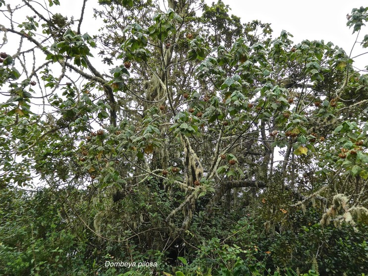 Dombeya pilosa .mahot blanc.malvaceae.endémique Réunion.P1013451