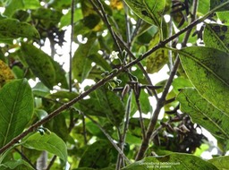 Geniostoma borbonicum.bois de piment.loganiaceae.endémique Réunion Maurice.P1013280