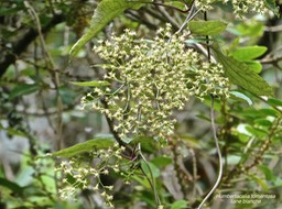 Humbertacalia tomentosa.liane blanche.asteraceae.(inflorescence en thyrse )endémique Madagascar Réunion.P1013202