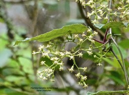 Humbertacalia tomentosa.liane blanche.(auricules sur la tige à la base de la feuille )asteraceae.endémique Madagascar.P1013204