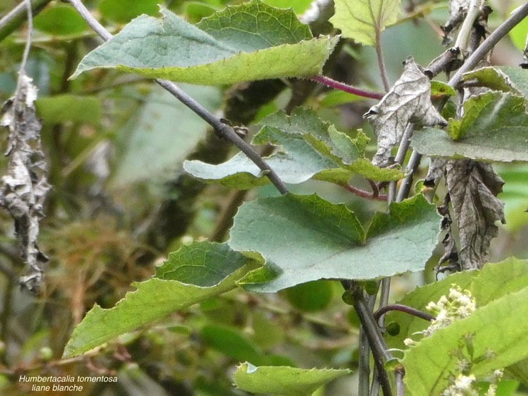 Humbertacalia tomentosa.liane blanche.asteraceae.endémique Madagascar Réunion.P1013201