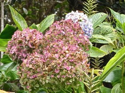 Hydrangea macrophylla.hortensia .hydrangeaceae.espèce envahissante .P1013456