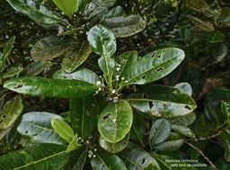 Melicope borbonica.petit bois de catafaille.rutaceae.endémique Réunion.P1013457