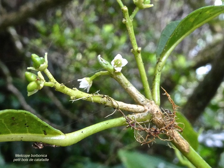 Melicope borbonica.petit bois de catafaille.(fleurs avec fruits en formation.).rutaceae.endémique Réunion.P1013298