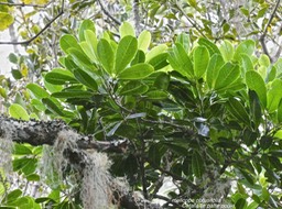Melicope obtusifolia .catafaille patte poule.rutaceae.endémique Réunion Maurice.P1013500
