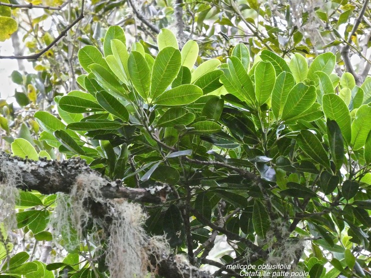 Melicope obtusifolia .catafaille patte poule.rutaceae.endémique Réunion Maurice.P1013500
