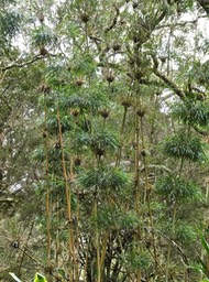 Nastus borbonicus.calumet.poaceae.endémique Réunion.P1013523