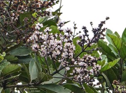 Nuxia verticillata. bois maigre.stilbaceae.endémique Réunion Maurice.P1013472
