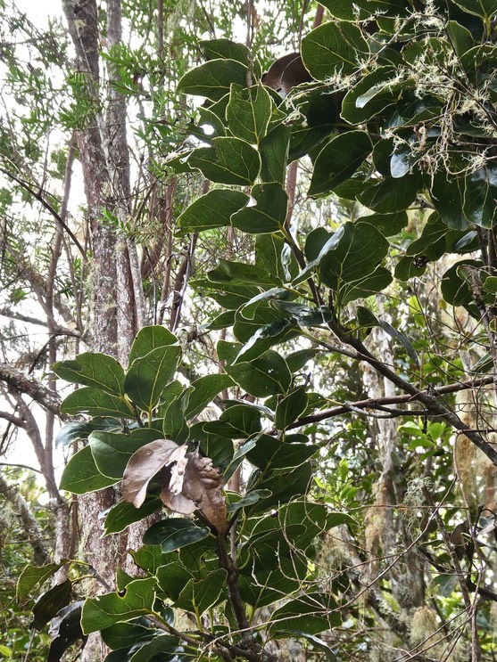 Ocotea obtusata .cannelle marron.lauraceae.endémique Réunion Maurice.P1013475