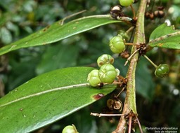 Phyllanthus phillyreifolius.bois de négresse .(fruits) phyllanthaceae.endémique Réunion.P1013386