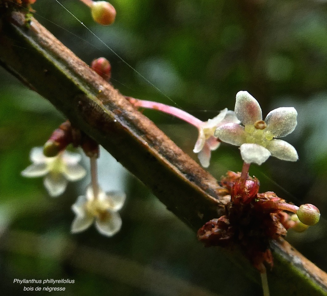 Phyllanthus phillyreifolius.bois de négresse .(fleurs) phyllanthaceae.endémique Réunion.P1013410