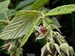 Rubus apetalus.ronce blanche.rosaceae.indigéne Réunion.P1013216