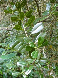 Sideroxylon borbonicum.bois de fer bâtard.natte coudine.sapotaceae.endémique Réunion.P1013286