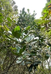Tambourissa crassa .bois de bombarde à grandes feuilles .monimiaceae.endémique Réunion.P1013485