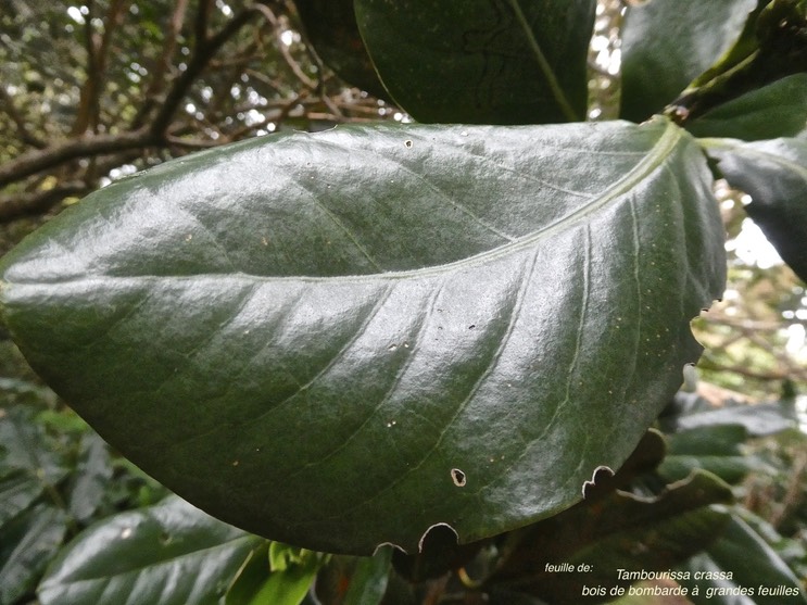 Tambourissa crassa.bois de bombarde à grandes feuilles .(feuille avec nombreuses nervures ascendantes )monimiaceae.endémique Réunion.P1013479