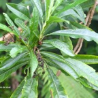 Psiadia laurifolia Bois de tabac As teraceae Endémique La Réunion .jpeg