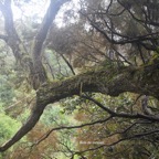 Agarista salicifolia Bois de rempart Ericaceae Indigène La Réunion 7317.jpeg