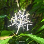 Chassalia  corallioides Bois de corail R ubiaceae Endémique La Réunion 7291.jpeg