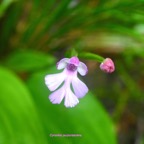 Cynorkis purpurascens Orchidacea e Indigène La Réunion 7276.jpeg