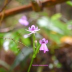 Cynorkis purpurascens Orchidacea e Indigène La Réunion 7278.jpeg