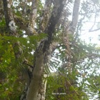 Geniostoma borbonicum Bois de piment Loganiac eae Endémique La Réunion, Maurice 7319.jpeg