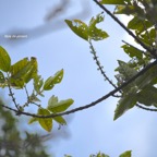 Geniostoma borbonicum Bois de piment Loganiac eae Endémique La Réunion, Maurice 7320.jpeg