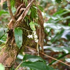Polystachya cultriformis Orchidace ae Indigène La Réunion 7310.jpeg