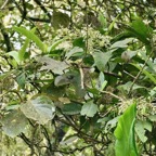 Bertiera rufa. bois de raisin. rubiaceae. endémique Réunion..jpeg