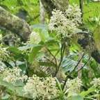Bertiera rufa. bois de raisin.( inflorescences ) rubiaceae. endémique Réunion..jpeg