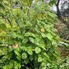 Boehmeria stipularis.bois de source blanc.grande ortie.urticaceae.endémique Réunion. (1).jpeg