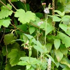 Crassocephalum crepidioides .Phytolacca americana ( faux vin )et  Rubus alceifolius.(vigne marronne.).jpeg