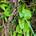 Cynorkis purpurascens.orchidaceae.endémique Madagascar Mascareignes. (1).jpeg