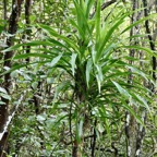 Dracaena reflexa.bois de chandelle.asparagaceae.endémique Madagascar.Seychelles Mascareignes..jpeg