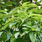 Ficus densifolia .affouche.grand affouche.( feuillage et fruits sur les rameaux )moraceae.endémique Réunion Maurice.jpeg.jpeg