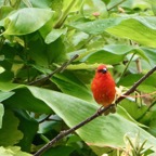 Foudia madagascariensis.foudi rouge.cardinal.ploceidae..jpeg